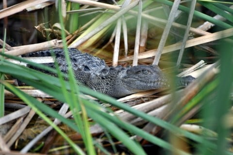 Young crocodile in the Palo Verde Lagoon