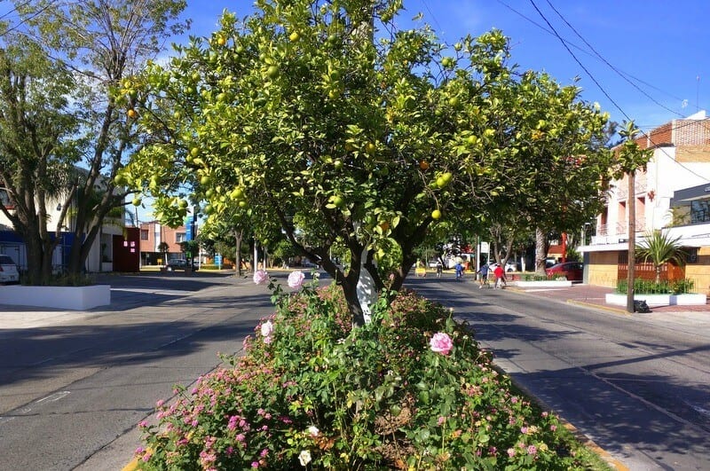 Orange trees and roses line the streets in Chapalita