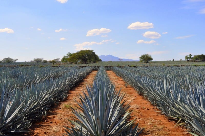 visiting Tequila and the agave landscapes is one of the coolest things to do in Guadalajara.
