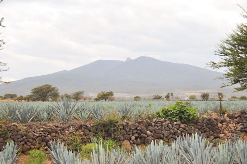 Agave landscape with the Tequila Volcano in the background. 