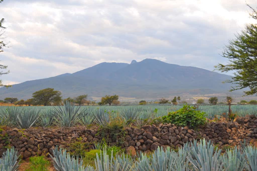 The Tequila Volcano and agave fields in the Tequila Valley